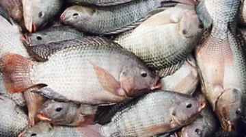 تحديثات الأسعار.. تكلفة شراء كيلو البلطي في أسواق كفر الشيخ اليوم الخميس